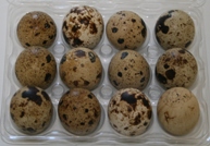 quail eggs small